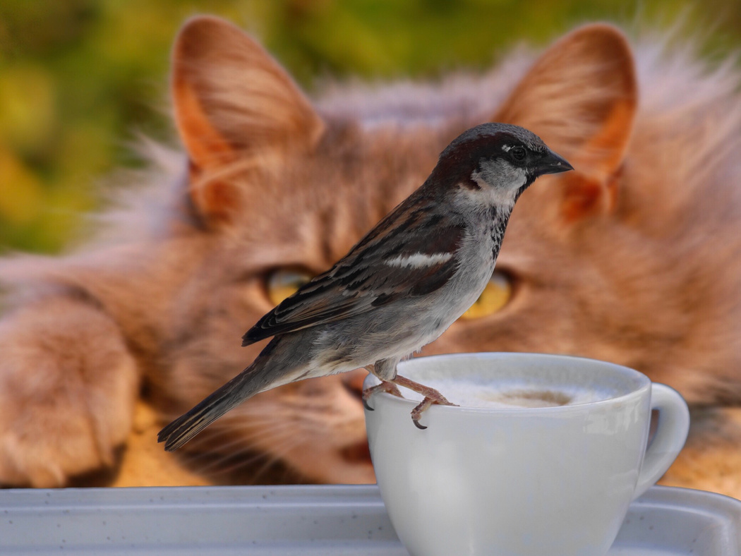 Cat Checking out a Bird